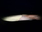 Optibeam Pure 506 thumbnail